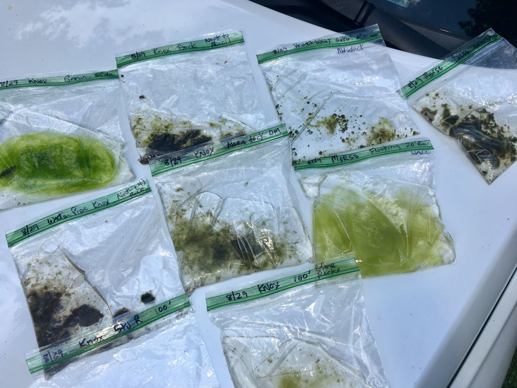 Algae samples